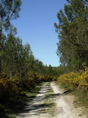 CIRCUIT DU MOULIN NEUF-landes