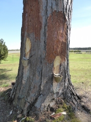 CIRCUIT DU MOULIN NEUF-landes