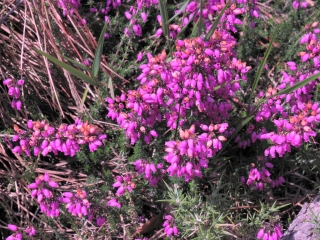 VIELLE-SOUBIRAN-landes