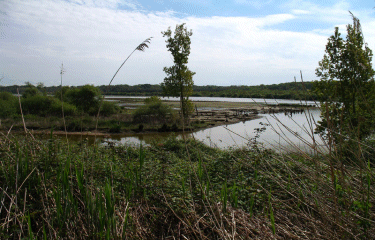 MARAIS D ORX -landes