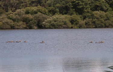 MESSANGES COTE FORET-landes