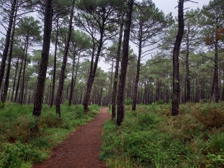 BISCARROSSE PLAGE - LA FORET DES LANDES-landes