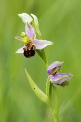 THORE - PELOUSES A ORCHIDEES-loir-et-cher