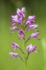 THORE - PELOUSES A ORCHIDEES-loir-et-cher