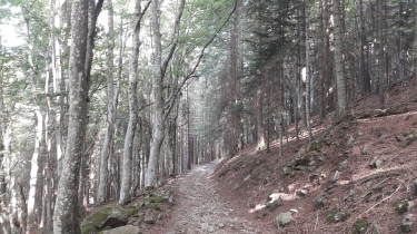 LE BESSAT - LES RUINES DU CHATEAU DU THOIL-loire