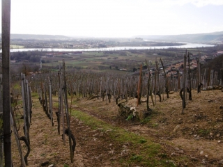 pilat - SAINT-MICHEL-SUR-RHONE - BOIS DES GARDES ET VIGNOBLES