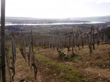 SAINT-MICHEL-SUR-RHONE - BOIS DES GARDES ET VIGNOBLES-loire