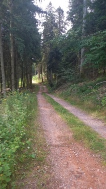 LE CERGNE ET SES FORETS-loire
