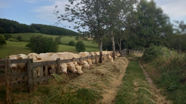 LE CERGNE ET SES FORETS-loire