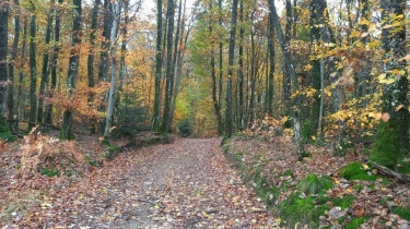 CUINZIER EN AUTOMNE-loire