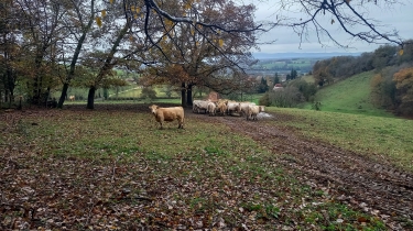 SAINT-PIERRE-LA-NOAILLE-loire