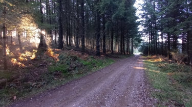 BELMONT-DE-LA-LOIRE ET SES FORETS DE RESINEUX-loire