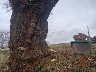 LA GRESLE A DECOUVERT-loire