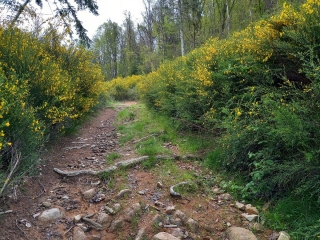 SEVELINGES ET LE BOIS GRANDJEAN-loire