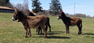 LE CROZET : UN GRAND HUIT EN CôTE ROANNAISE.-loire