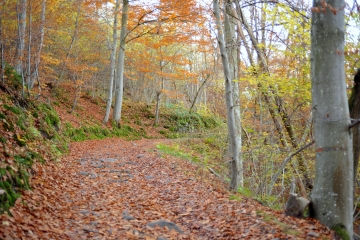 ST-MEDARD-EN-FOREZ-loire