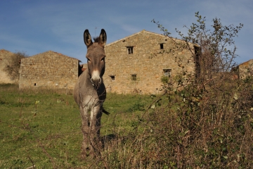 ST-MEDARD-EN-FOREZ-loire