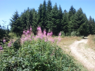 FORET DE SAINT-GENEST-MALIFAUX-loire