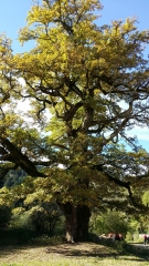 SEMBADEL-haute-loire