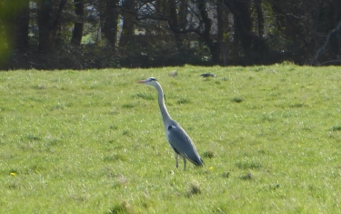 LE MOULIN DE KERCABUS-loire-atlantique