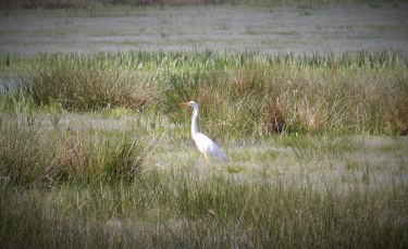 briere - LA CHAUSSEE NEUVE