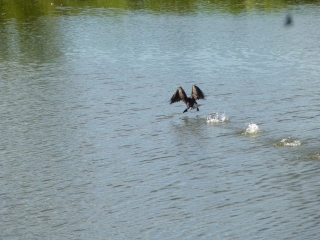 AVESSAC ET LES MARAIS DE LA VILAINE - 16KM-loire-atlantique