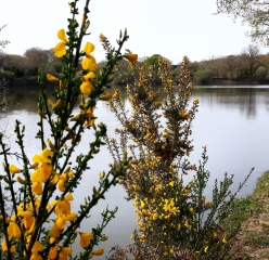 L ETANG DE GUINDREFF-loire-atlantique