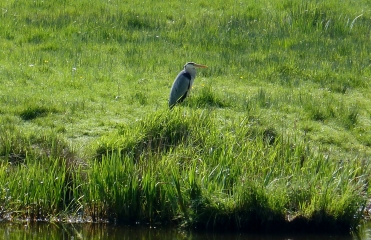 MEANDRES DU CANAL DE NANTES A BREST-loire-atlantique