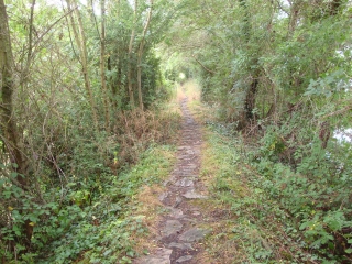 ANCENIS - CHAMPTOCEAUX-loire-atlantique