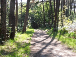 CIRCUIT DES PINS-loire-atlantique