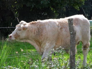 MISSILLAC - CIRCUIT BRIERE ET MOULINS -loire-atlantique