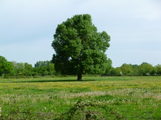 GUENROUET - CIRCUIT DES GARENNES-loire-atlantique