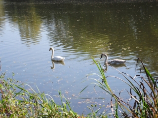 GUENROUET - CANAL DE NANTES A BREST-loire-atlantique