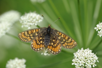 CIRCUIT DES LANDES DE BILAIS-loire-atlantique
