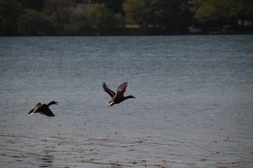 TOUR DE VIOREAU  - JOUE-SUR-ERDRE-loire-atlantique