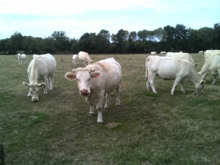 LE PELLERIN-loire-atlantique