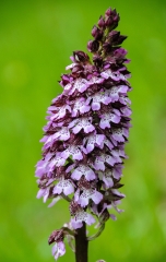 ST FIRMIN-SUR-LOIRE-loiret