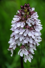 ST FIRMIN-SUR-LOIRE-loiret