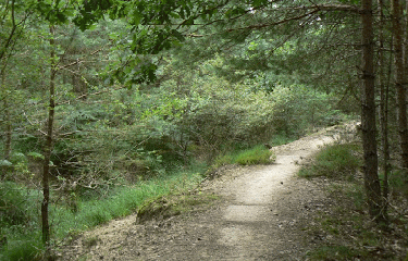 BOUZY LA FORET - PR DE THIFONTAINE-loiret