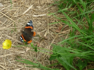 LA CHAPELLE SAINT MESMIN - CHAINGY - BORDS DE LOIRE-loiret