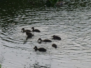 SAINT PRYVE - OLIVET - BORDS DU LOIRET-loiret