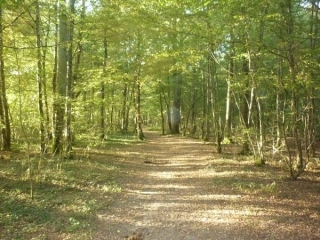 SARAN - RANDONNEE DES BROSSES-loiret