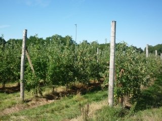 SAINT HILAIRE SAINT MESMIN -  BOIS ET VERGERS - PR I5-loiret