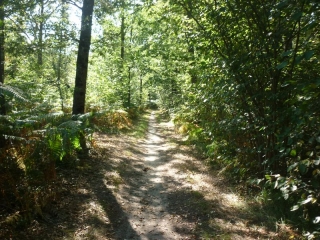 RANDONNEE DES QUEUES DE FORETS-loiret