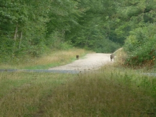 CHANTEAU ENTRE BOIS ET FORETS-loiret