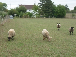 SEMOY - CIRCUIT DE LA VALINIERE-loiret