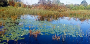 L ORME AU MUET-loiret