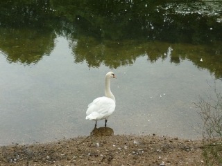 SAINT-PRYVE-SAINT-MESMIN - BORDS DE LOIRE-loiret