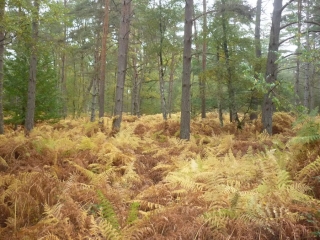 MEZIERES LEZ CLERY ET LA BUTTE DES ELUS-loiret