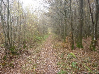 SARAN - RANDONNEE DE LA RETREVE-loiret